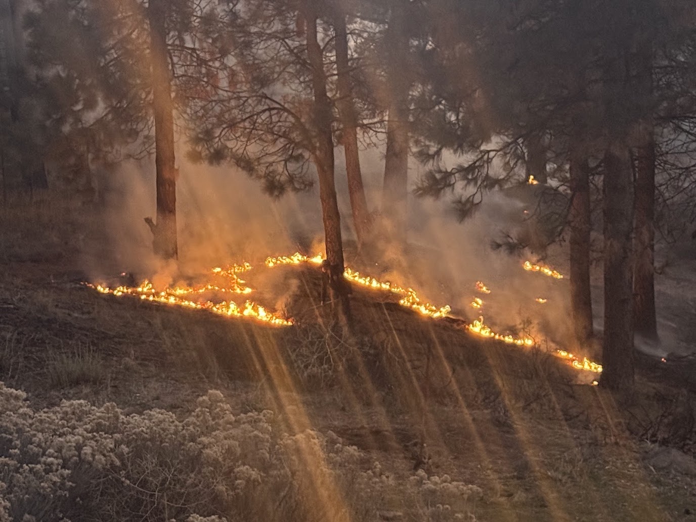 Low Intensity Prescribed Fire In the Sierra Nevada