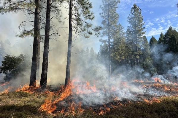 Good Fire In The Sierra Nevada