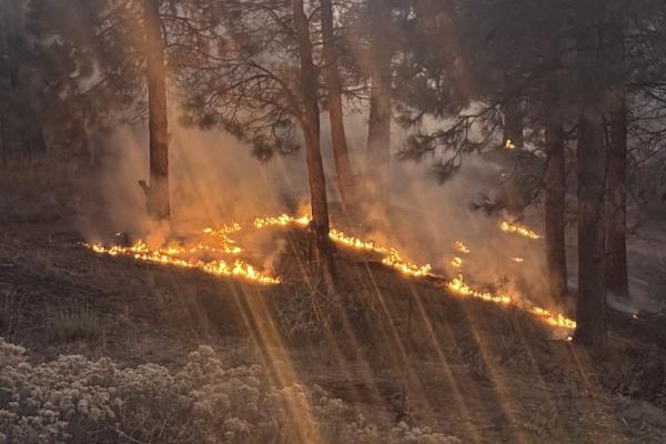 Low Intensity Prescribed Fire In the Sierra Nevada